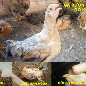 Bệnh ORT ( Bệnh Viêm Phổi ở Gà)