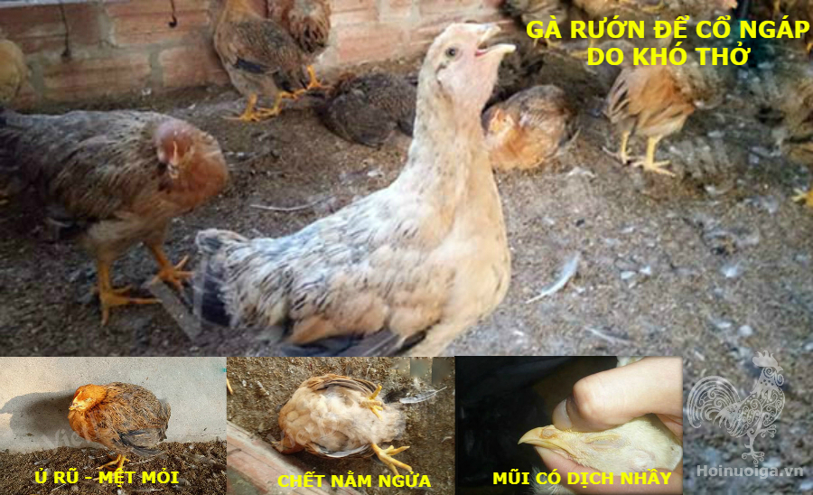 Bệnh ORT ( Bệnh Viêm Phổi ở Gà)