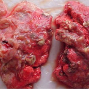 Cách chẩn đoán các bệnh của Gà