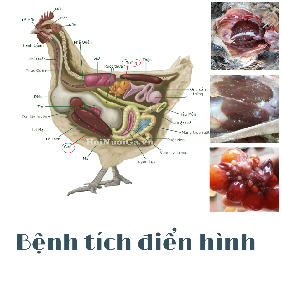 ga-bi-benh-thuong-han-hoi-cach-chua-tri gà bị bệnh thương hàn và cách điều trị