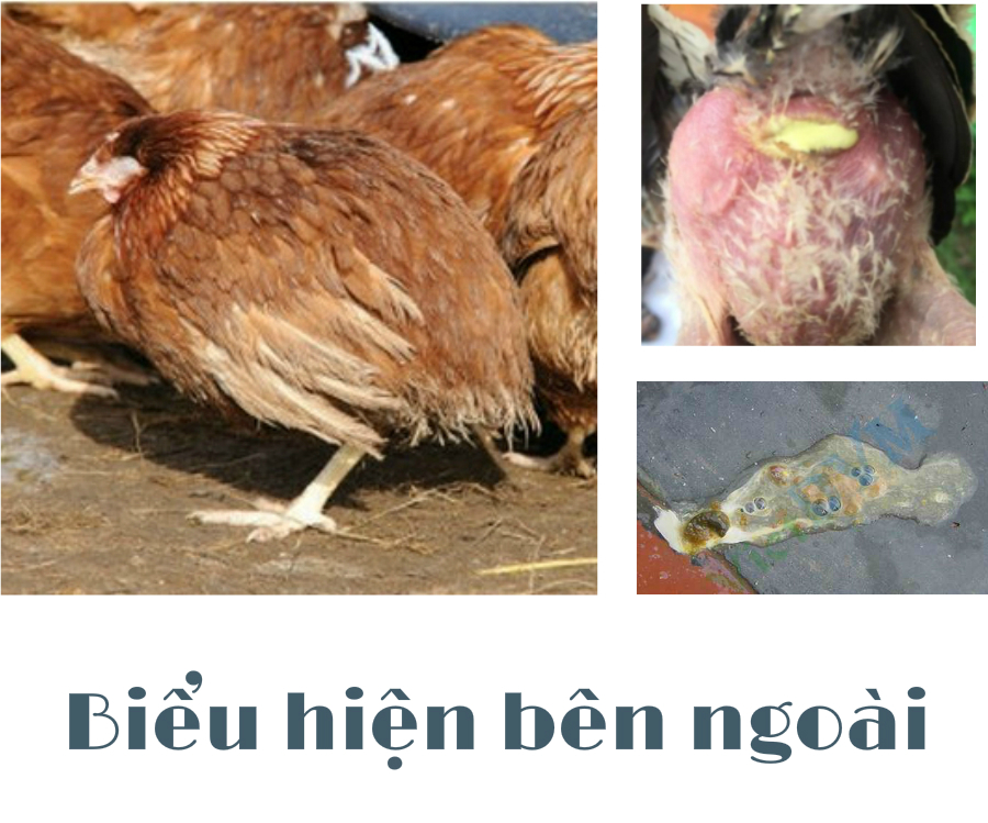 ga-bi-bnh-pho-thuong-han ga bi banh thuong han