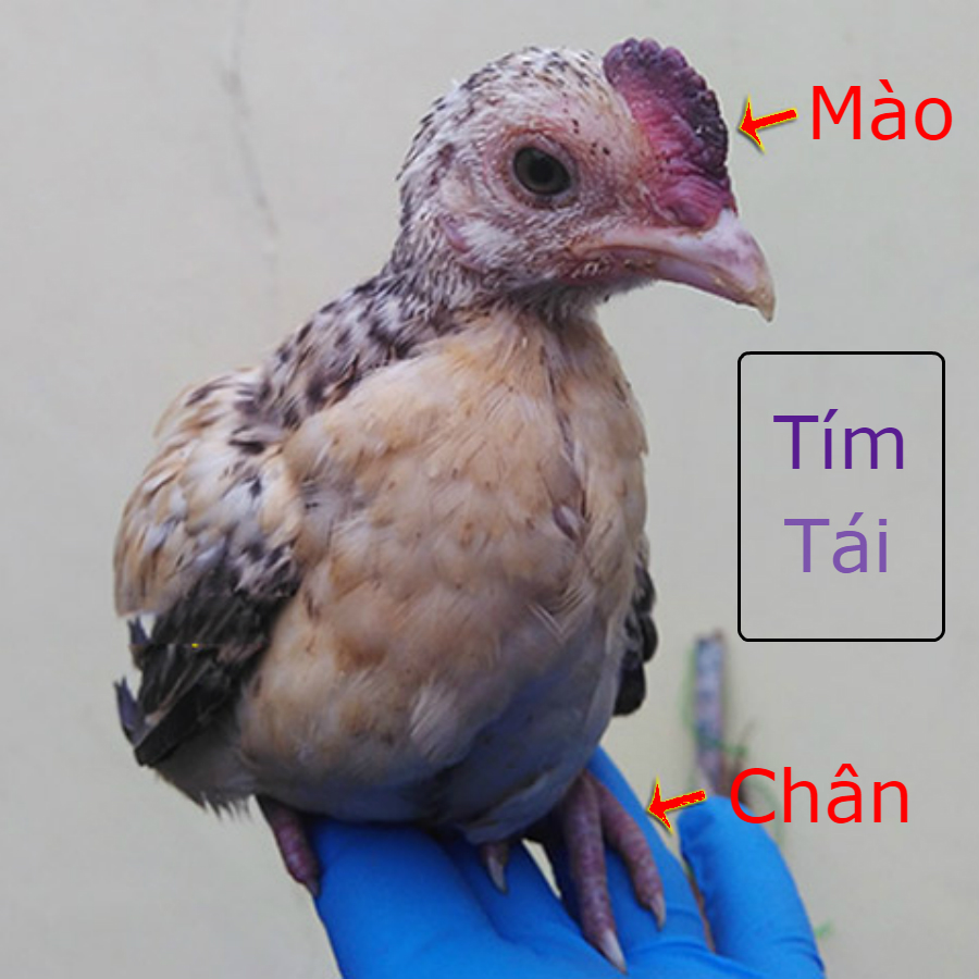 ga-bi-cum-gia-cam-1-4