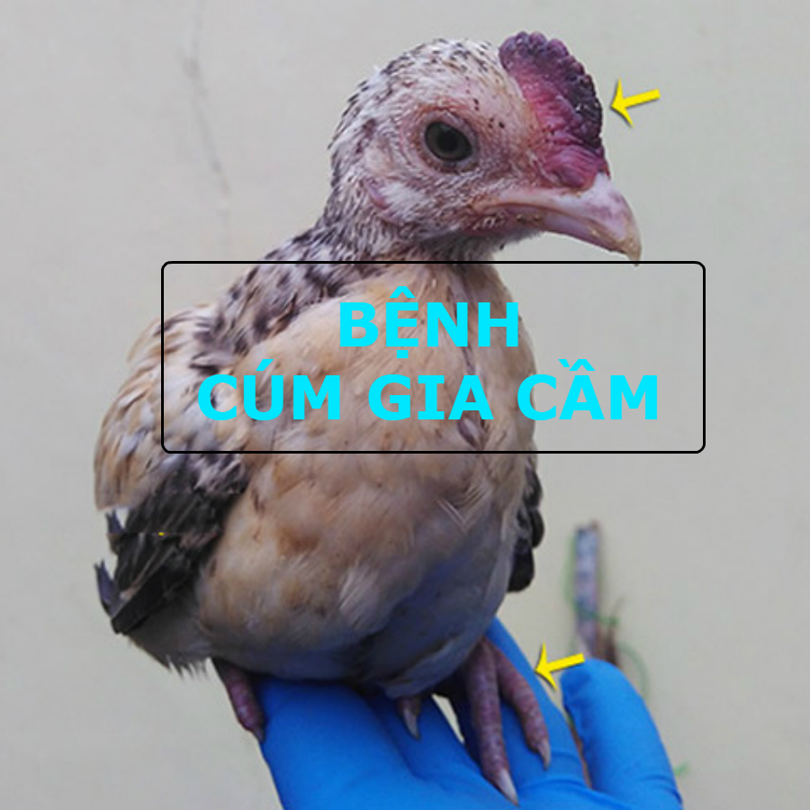 ga-bi-cum-gia-cam-2 gà bị cúm gia cầm