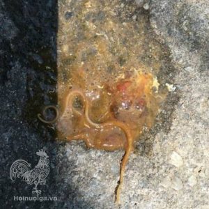 Bệnh Giun Sán trên Gà