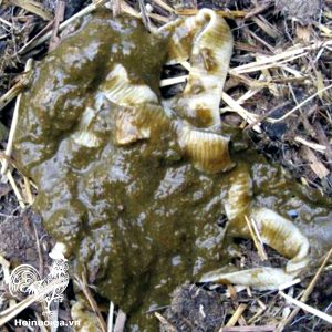 Bệnh Giun Sán trên Gà