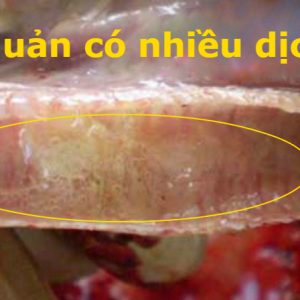 Bệnh CRD ở Gà ( Gà bị hen )
