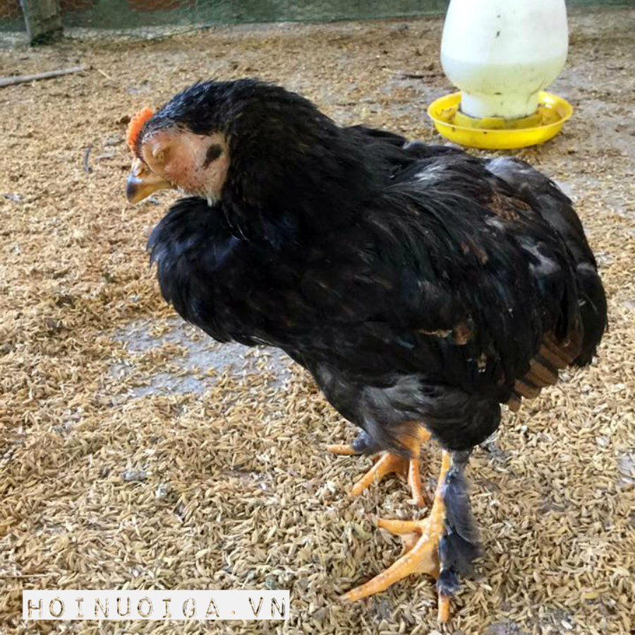 gà bị ký sinh trùng đường máu