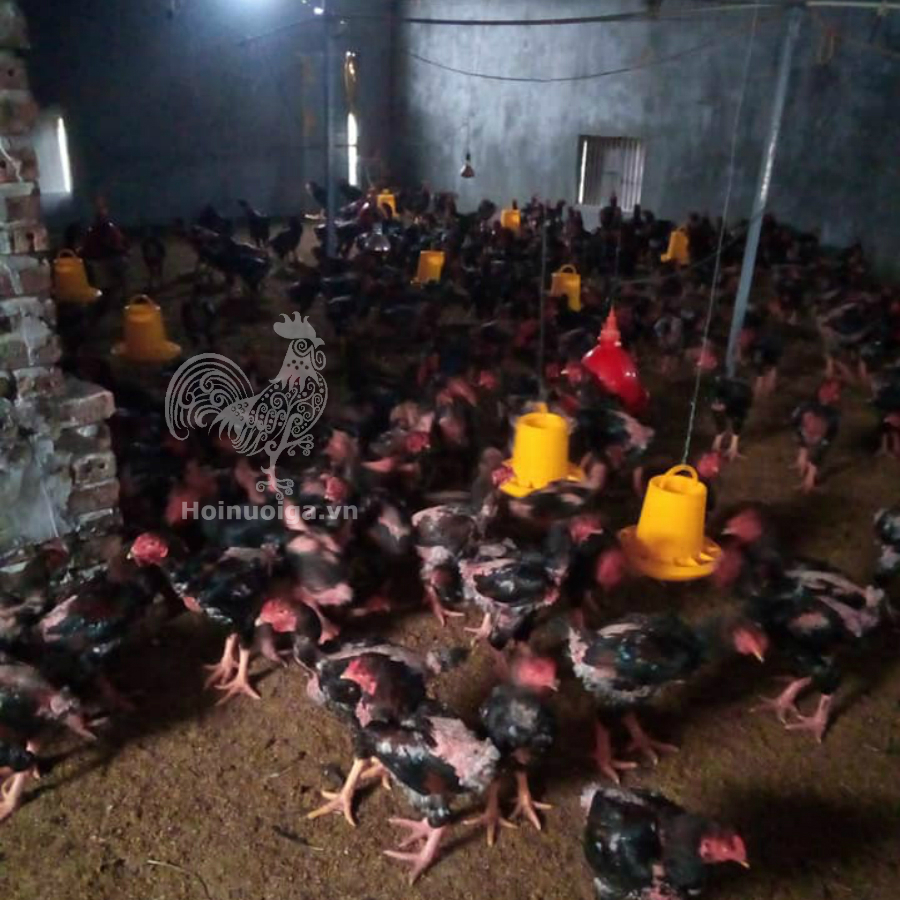 ga-bi-trui-long-nguyen-nhan-va-cach-dieu-tri