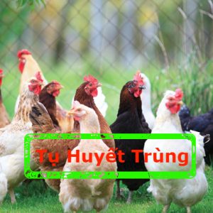 Bệnh Tụ Huyết Trùng ( Gà Toi )