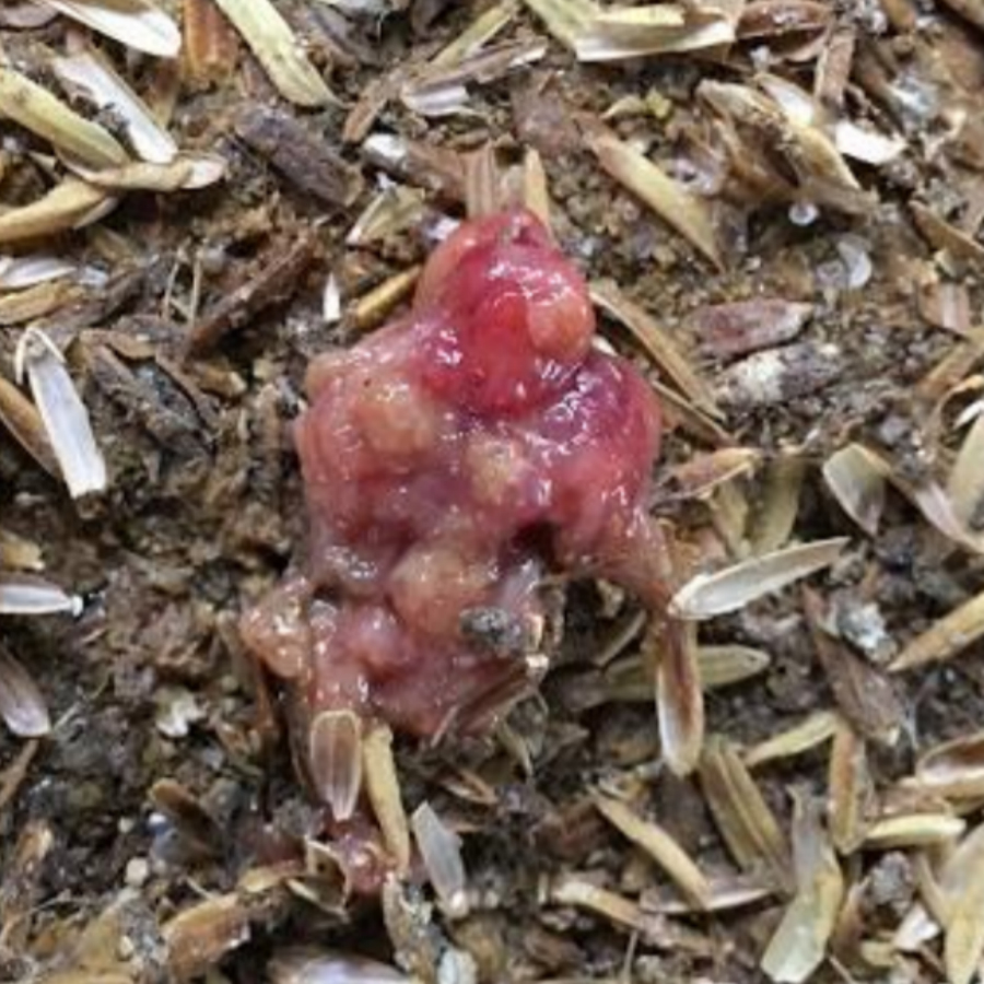 ga-bi-viem-ruot-hoai-tu-2 gà bị viêm ruột hoại tử ở gà