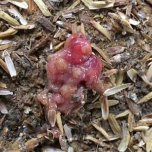 Bệnh Viêm ruột hoại tử