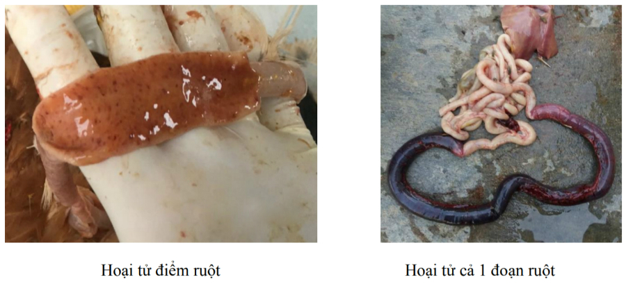 ga-bi-viem-ruot-hoai-tu-hoi-nuoi-ga-viet-nam gà bị bệnh viêm ruột hoại tử ở gà