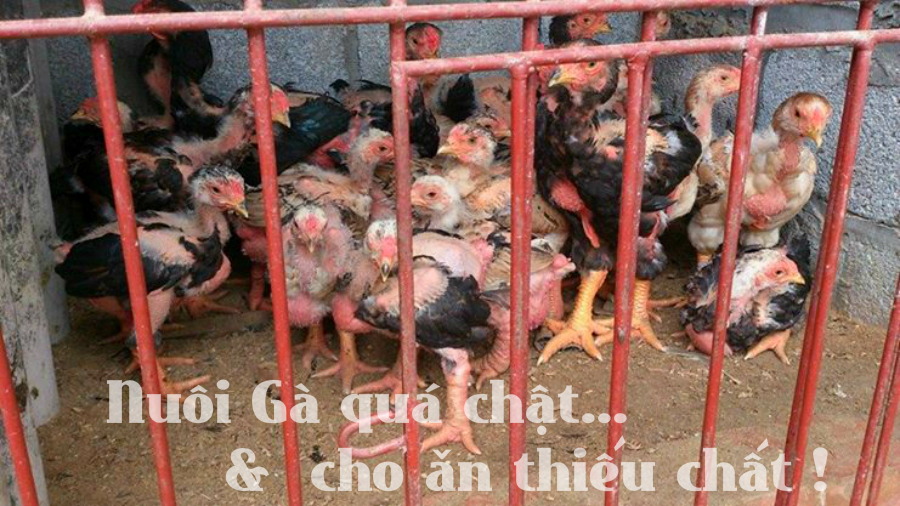 ga-can-mo-long-nhau-123-1