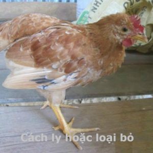 Bệnh Tụ Huyết Trùng ( Gà Toi )