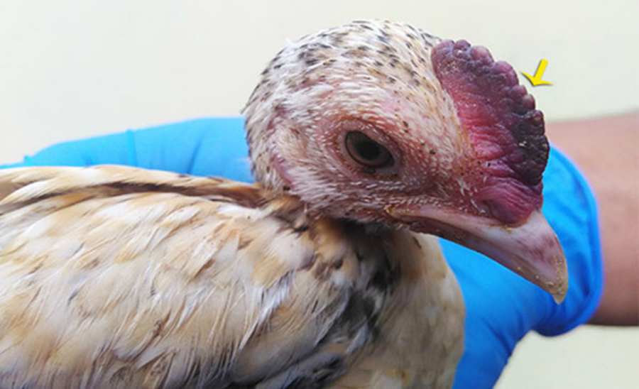 Bệnh Cúm Gia Cầm ( H5N1, H7N2,...)