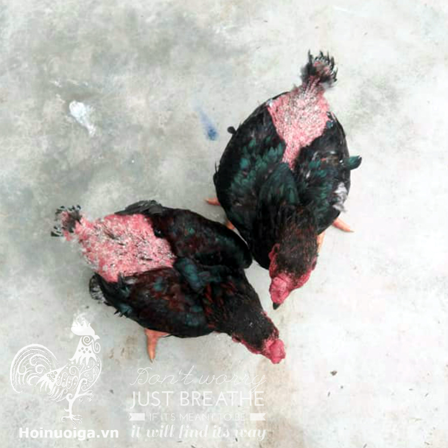 ga-dong-tao-trui-long