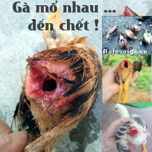 Gà mổ lông nhau