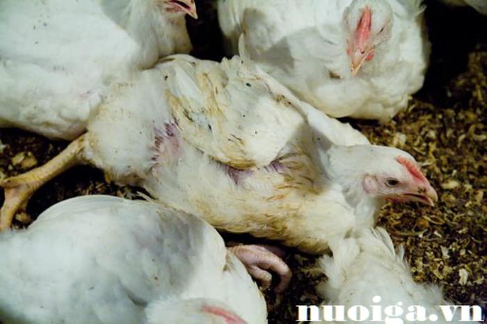 bệnh thiếu canxi photpho ở gia cầm