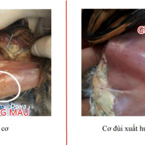 Cách nhận biết các bệnh của Gà !