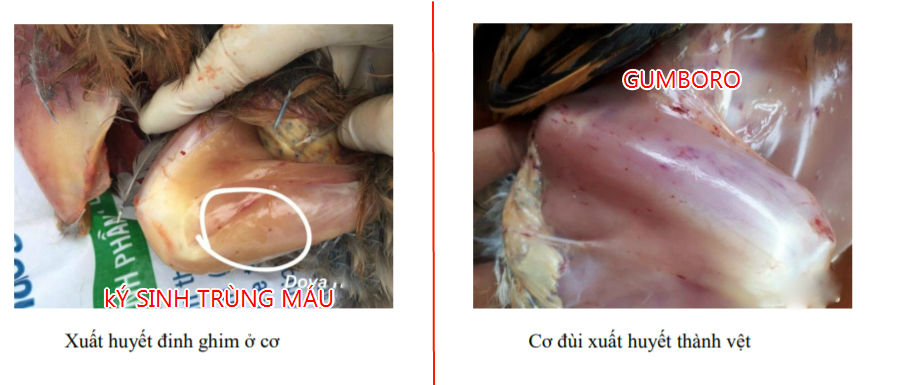 Cách nhận biết các bệnh của Gà !