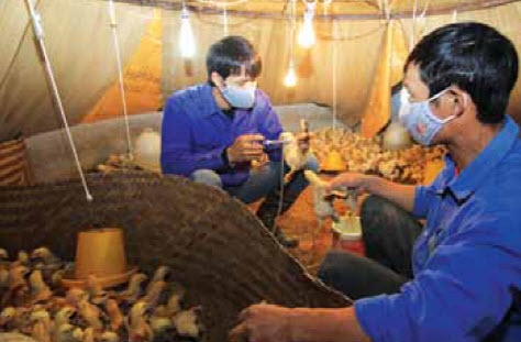 ga2-1 phòng bệnh cho gà