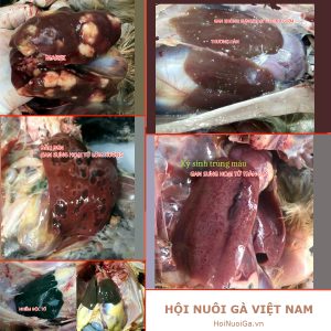 Cách chẩn đoán các bệnh của Gà