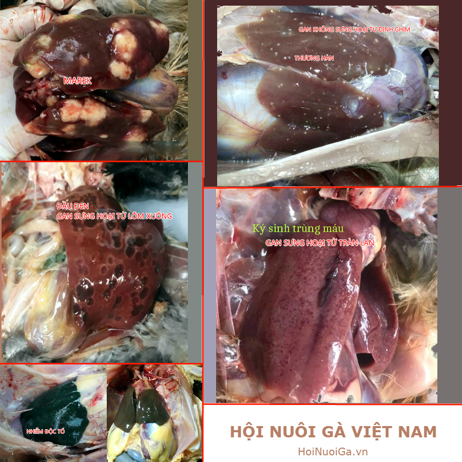 Cách nhận biết các bệnh của Gà !