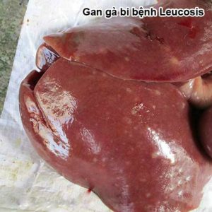 Cách nhận biết các bệnh của Gà !