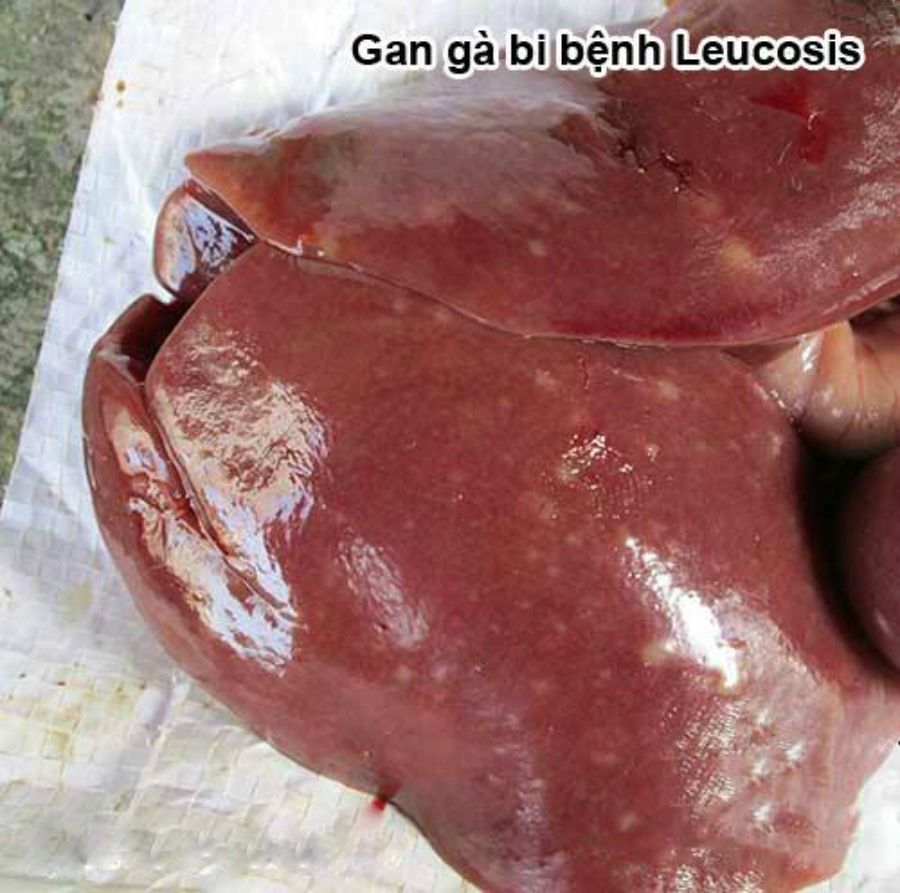 Cách nhận biết các bệnh của Gà !