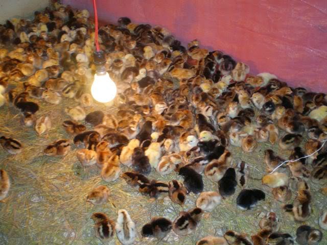 gcon phòng trị bệnh cho gà