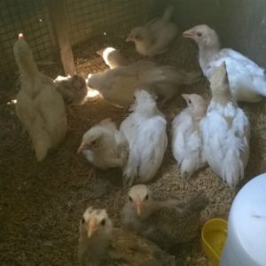 Bệnh Gumboro trên Gà