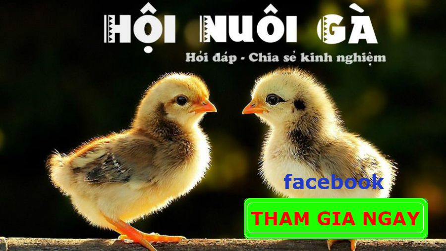 hoi-nuoi-ga-viet-nam-12432-9
