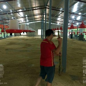 cách làm đệm lót chuồng gà