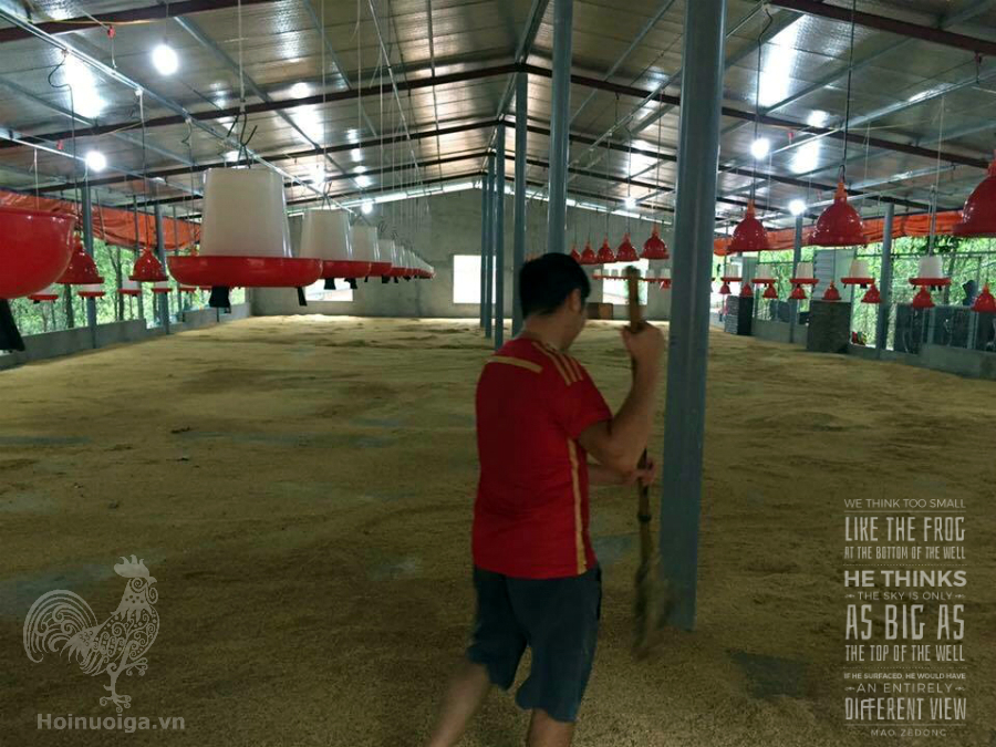 hoi-nuoi-ga-viet-nam-67125f29-57b1-46b9-949b-656cbaa33957-1 cách làm đệm lót chuồng gà