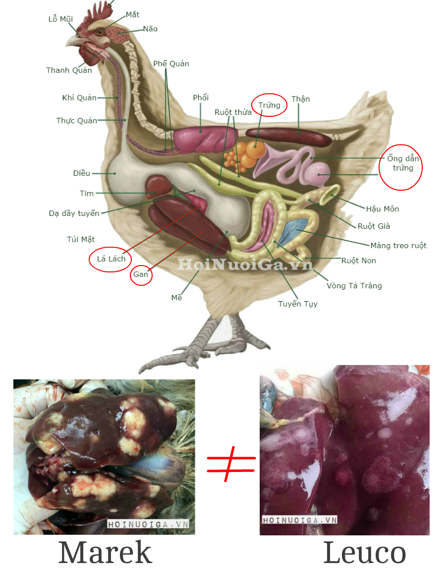 hoi-nuoi-ga-viet-nam-ga-bi-benh-leucosis