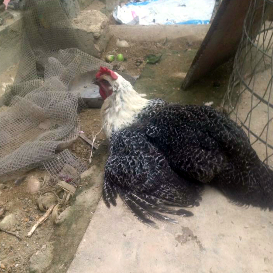 hoi-nuoi-ga-viet-nam-ga-bi-benh-lo-co