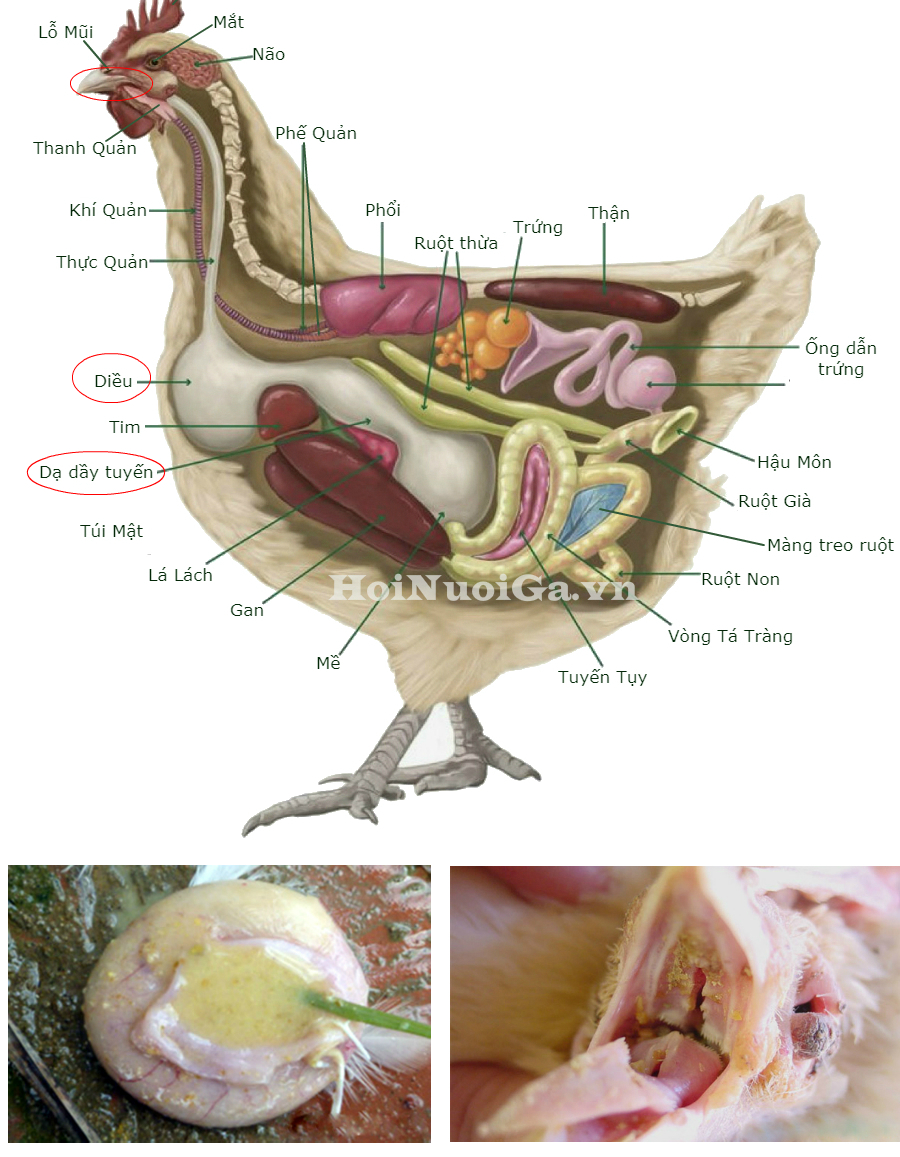 hoinuoigavietnam-1 hội nuôi gà việt nam