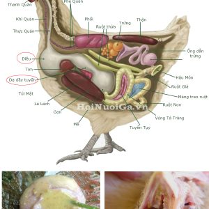 Bệnh Nấm ở Gà (Nấm diều)
