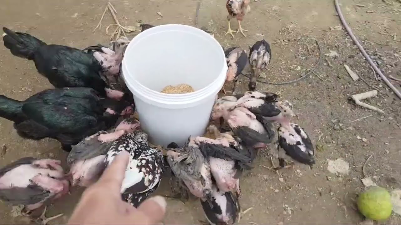 Cách làm máng ăn cho gà bằng thùng sơn