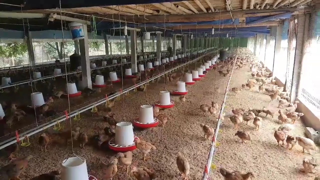 hq720_1-3 Máng ăn chống bới cho gà Giải pháp tiết kiệm chi phí và chống rơi vãi cám