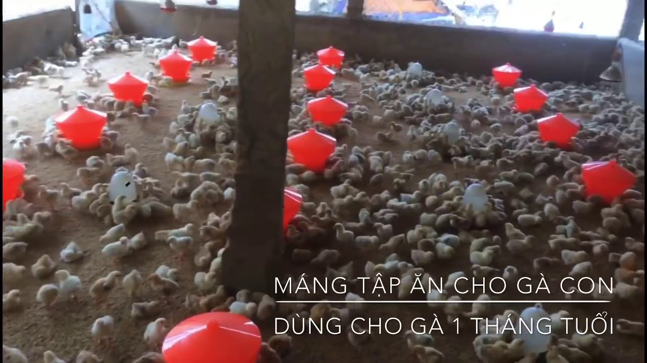 Cách chọn máng tập ăn cho gà con