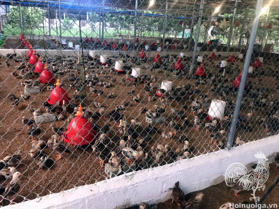 huong-dan-lam-chuong-nuoi-ga-tha-vuon