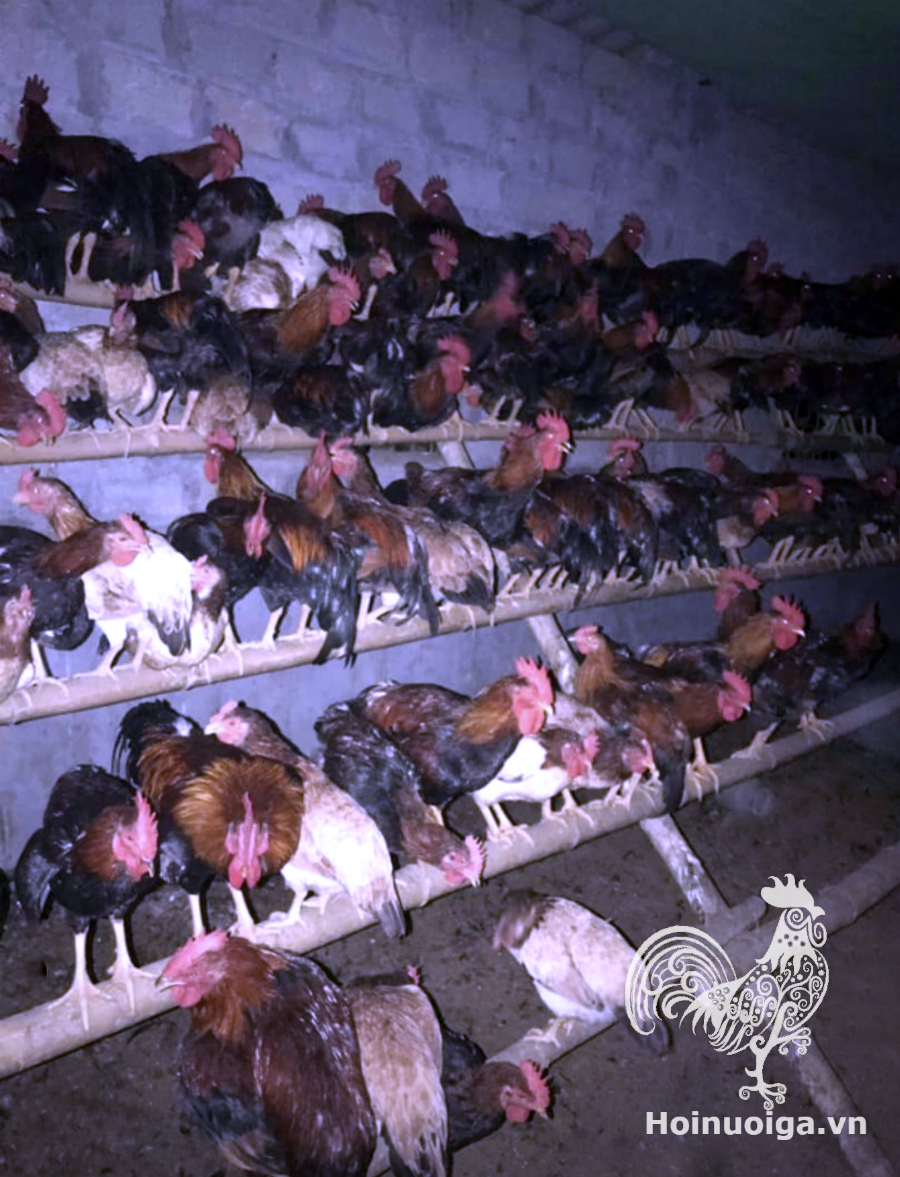 huong-dan-lam-sap-dau-cho-ga