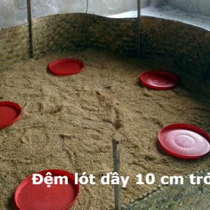 kỹ thuật úm gà