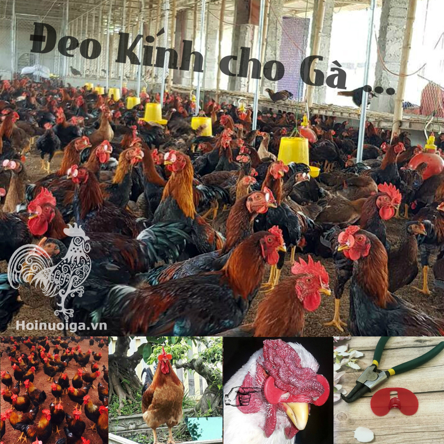 kinh-deo-mat-cho-ga-ga-mo-long-nhau-1