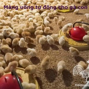 Cần chuẩn bị những gì khi ÚM GÀ