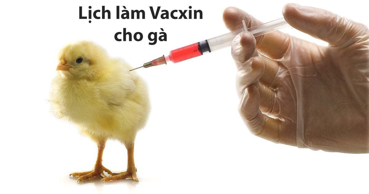 lich-lam-vacxin-cho-ga-2 tiêm phòng vác xin cho gà