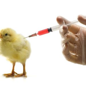 lich lam vacxin cho gà