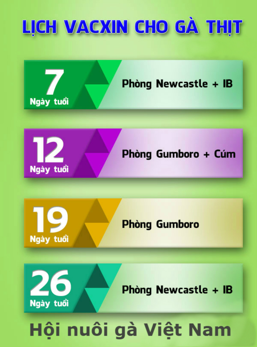 lich-vacxin-cho-ga-thit-2 lịch làm văc xin gà thịt