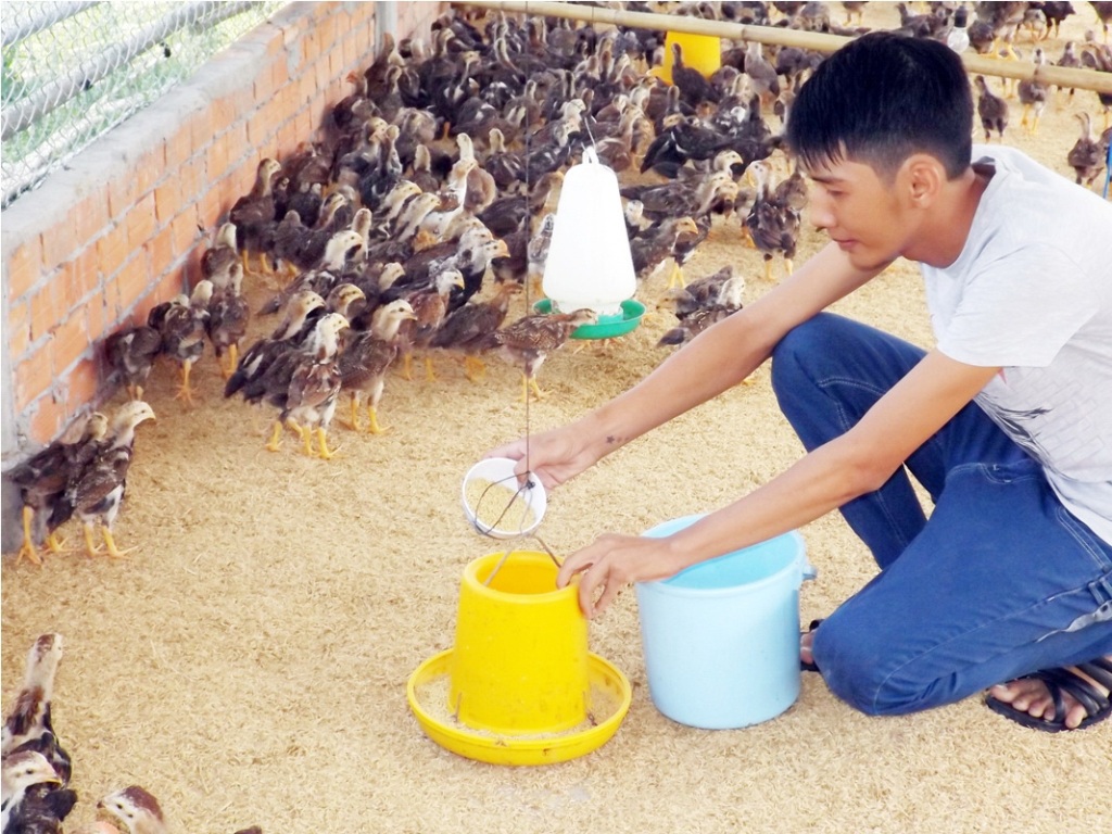 Đệm lót chuồng gà